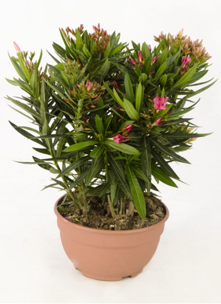 Nerium oleander TRICOLOR