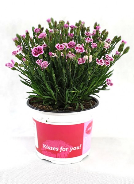 Dianthus 'Pink Kisses'