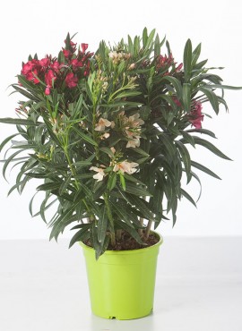 Nerium oleander BICOLOR